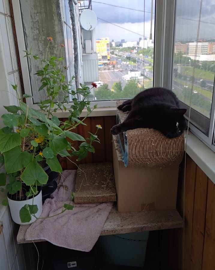 cat
